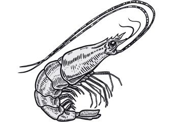 Crostacei e molluschi