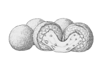 Roma Caput Mundi – cucina romana